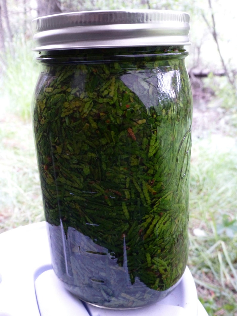Western Red Cedar Tincture, Organic (Thuja plicata) image 5