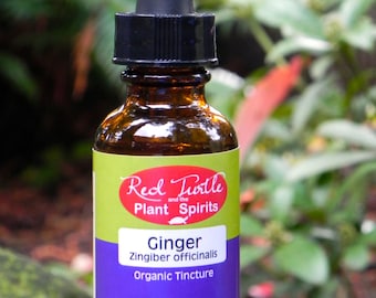 Ginger Tincture, Organic (Zingiber officinalis)