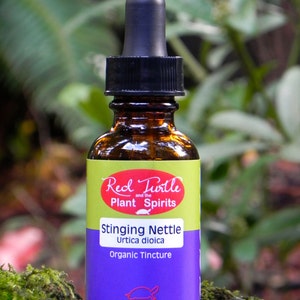 May include: A small, amber glass bottle with a black dropper top. The bottle is labeled "Red Turtle and the Plant Spirits Stinging Nettle Urtica dioica Organic Tincture 30 ML / 1 FLUID OZ."