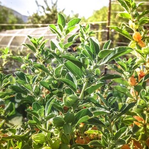 May include: A close-up of a green leafy plant with small, round, orange fruits. The plant is growing in a garden setting.