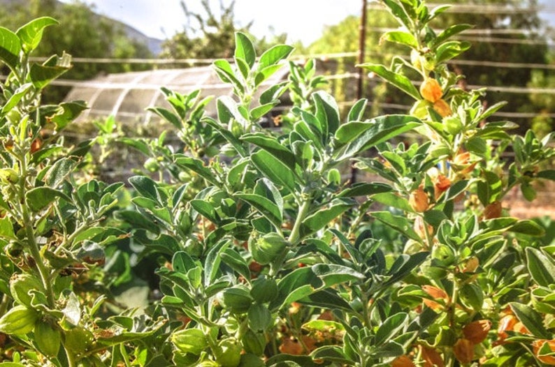 May include: A close-up of a green leafy plant with small, round, orange fruits. The plant is growing in a garden setting.