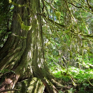 May include: A large, moss-covered tree trunk with a thick layer of green moss growing on its bark. The tree is surrounded by lush green foliage and sunlight filters through the branches.