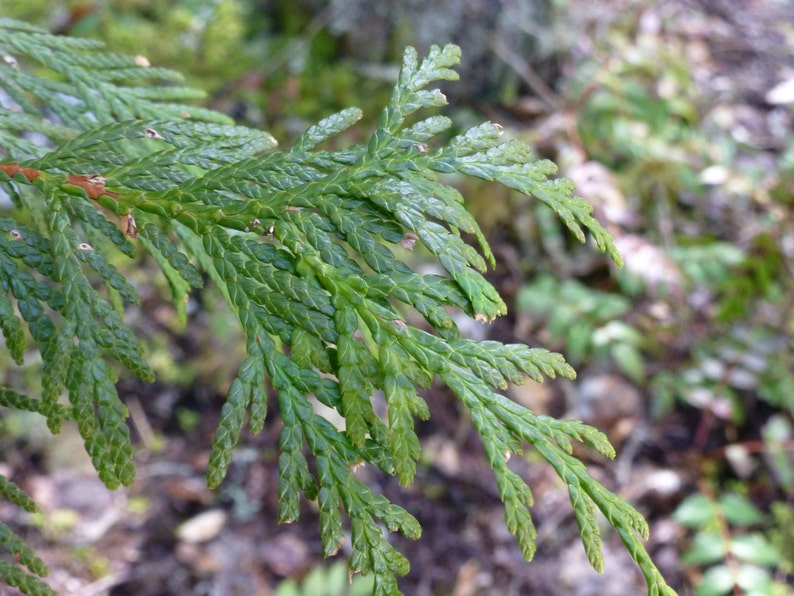 May include: Close-up of a green cedar tree branch with soft, feathery needles. The branch is in focus, while the background is blurred.