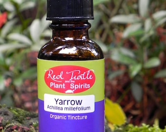 Yarrow Tincture, Organic, (Achillea millefolium)
