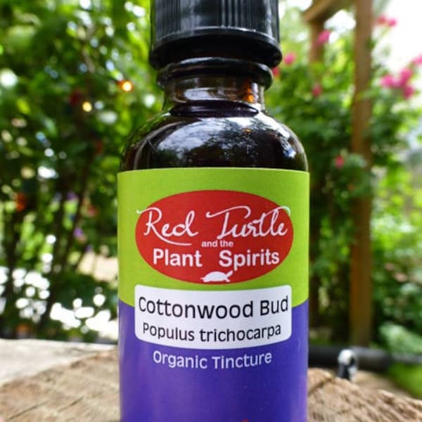 Cottonwood Bud Tincture (Balsam Poplar, Balm of Gilead, Populus trichocarpa), organic