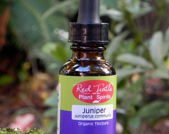 Juniper berry tincture, organic (Juniperus occidentalis)