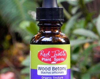 Wood Betony (Stachys officinalis) Tincture, Organic