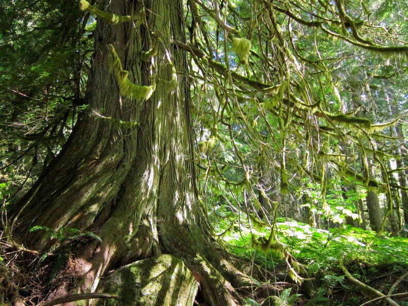 Western Red Cedar Tincture, Organic (Thuja plicata) image 2