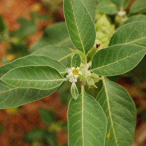 May include: A close-up of a green leafy plant with a small white flower in the centre. The plant has a natural, organic look.
