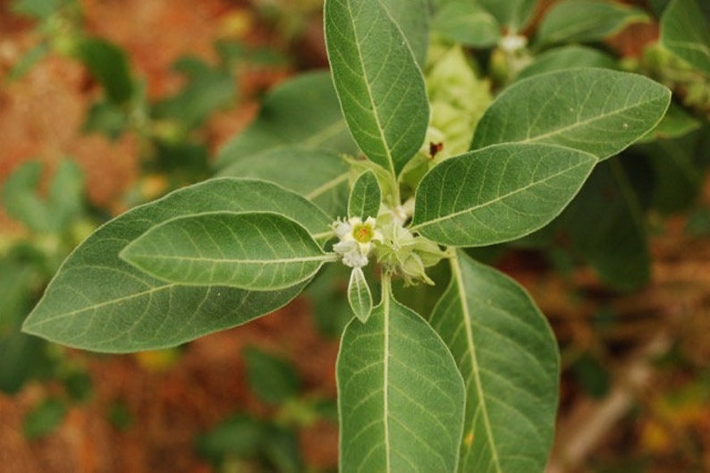 May include: A close-up of a green leafy plant with a small white flower in the centre. The plant has a natural, organic look.