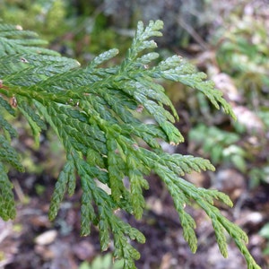 Western Red Cedar Tincture, Organic (Thuja plicata) image 3