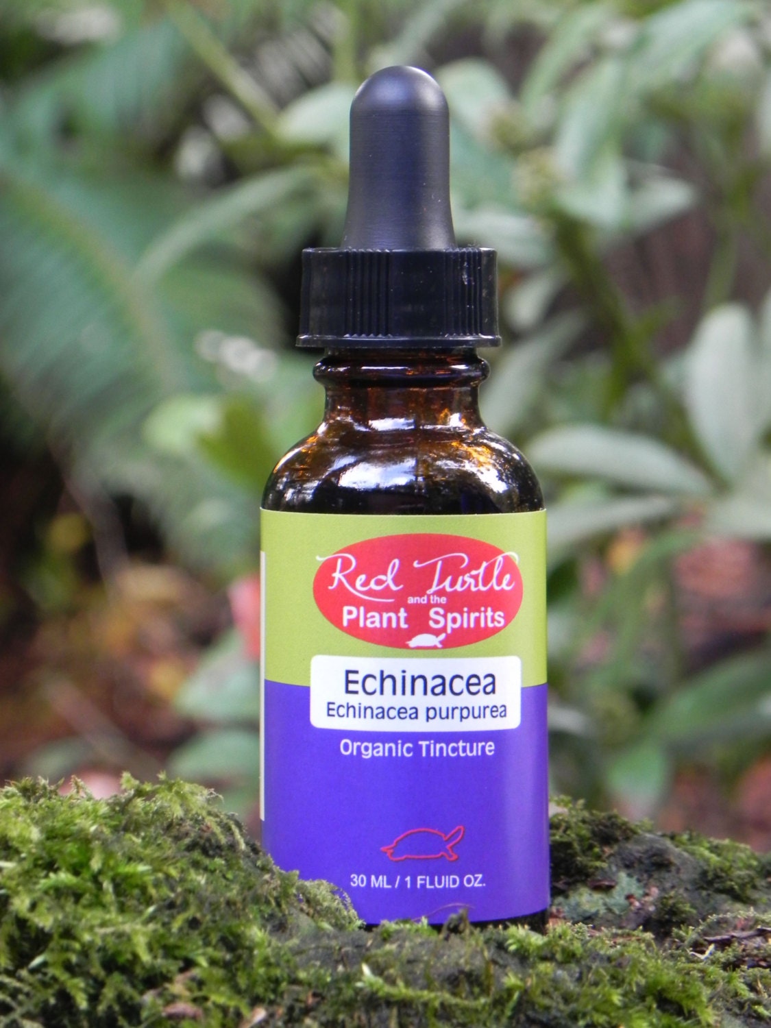 Echinacea-tincture: reviews and indications for use Echinacea-tincture: reviews and indications for use