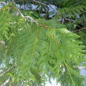 May include: Close-up of a green cedar tree branch with soft, feathery needles. The branch is against a snowy background.