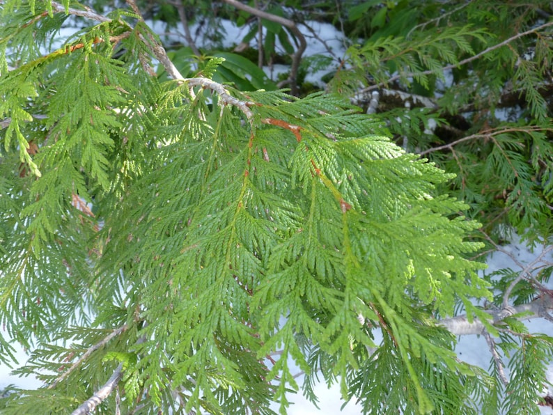 May include: Close-up of a green cedar tree branch with soft, feathery needles. The branch is against a snowy background.