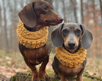Może przedstawiać: Dwa psy rasy dachshund w żółtych dzianinowych szalikach siedzą na pniu drzewa w lesie. Pies po lewej stronie jest brązowy, a pies po prawej stronie jest szary.