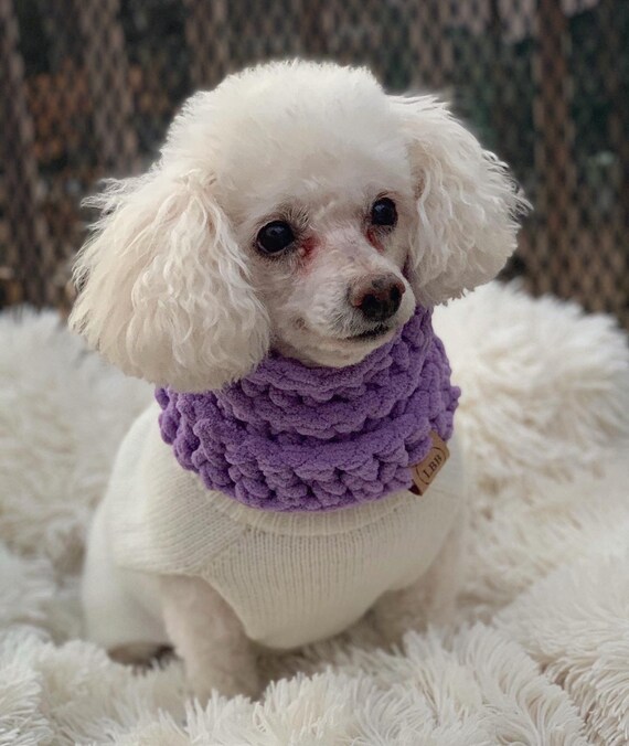 toy poodle accessories