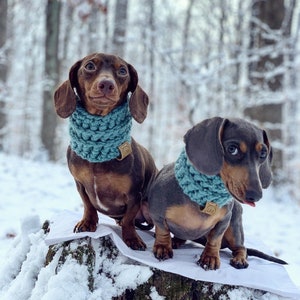 Dachshund Crochet Dog Cowl Snood Doxie Neck Warmer Scarf Dogs Winter Wear Accessories Dog Fashion Puppy Clothes Succulent Rose Cream Colors