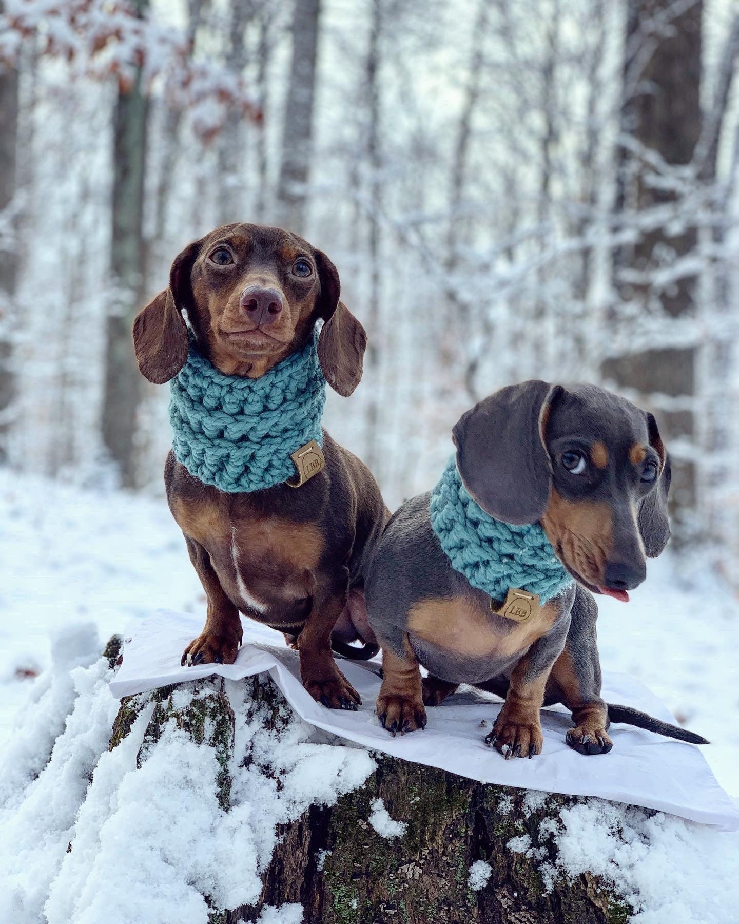Louie Designer Dog Coat For Winter