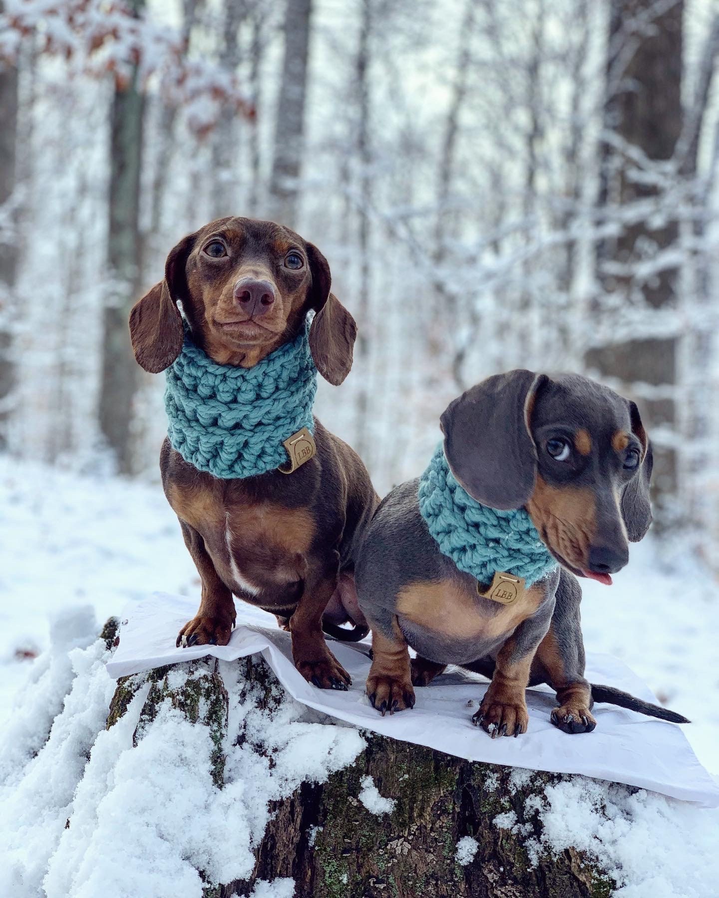 Louis Vuitton Dog Bandanas 