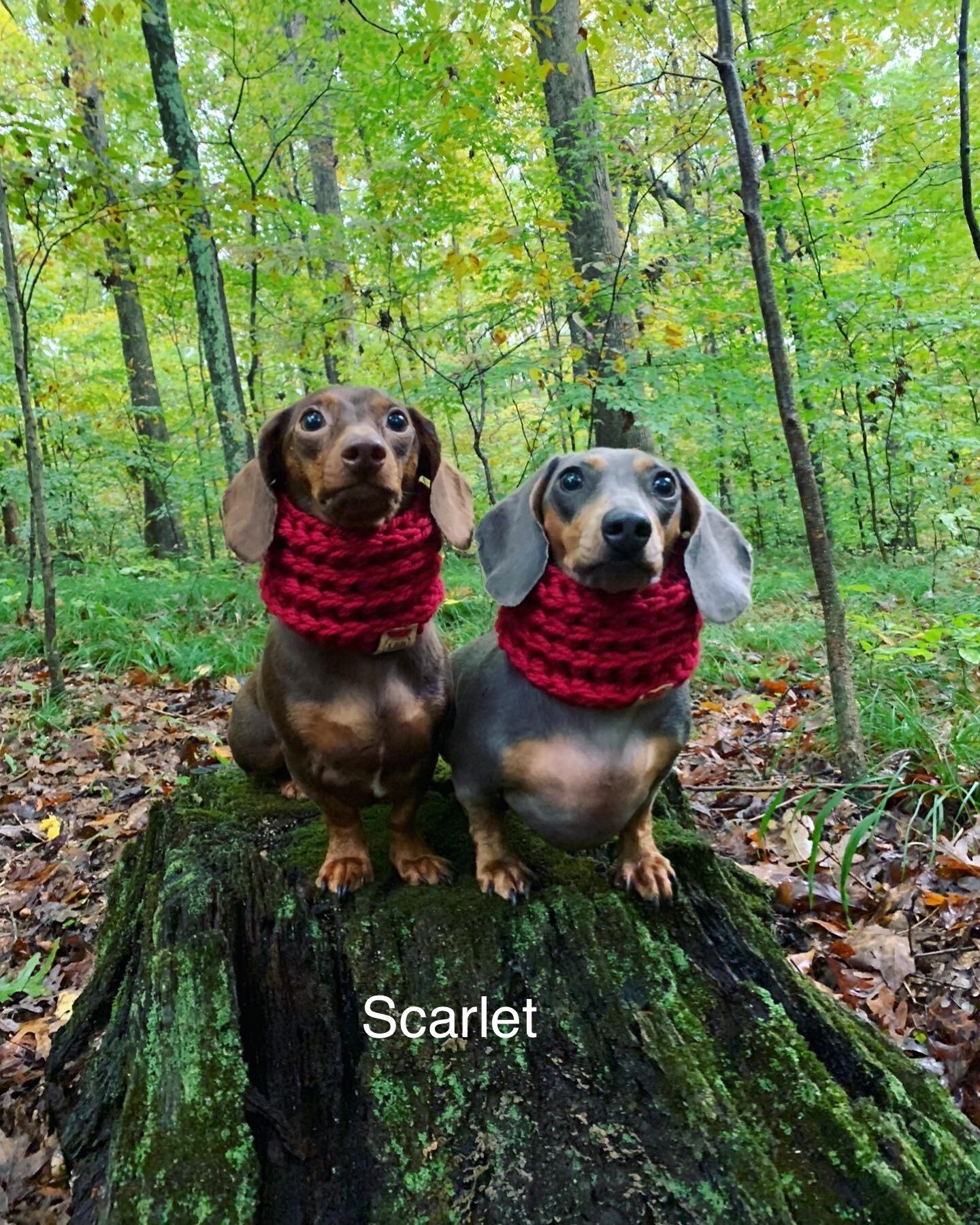 Luxury pet clothing brand – Bark'N Bougie