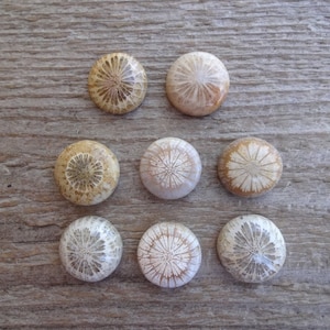 Indonesian Fossil coral cabochon, small round cabochon for ring, Designer Fantastic flowers