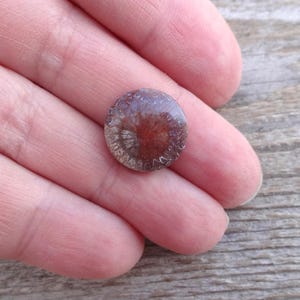 Cabochão redondo de coral fossilizado, tamanho pequeno, pedra preciosa para anel, tamanho de anel com cabochão de coral fossilizado 1
