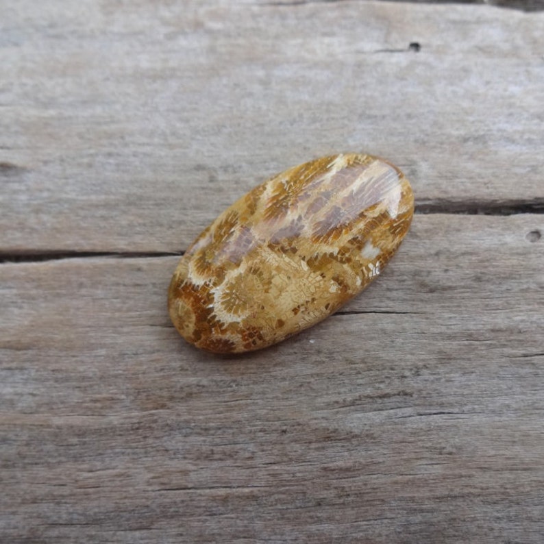Coral Fossil oval cabochon 35x19mm