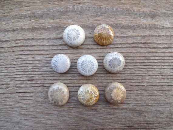 Fossil coral cabochon 15x5mm ring size, round Gemstone cabochon, natural stone for ring