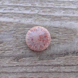 Cabochão redondo de coral fossilizado, tamanho pequeno, pedra preciosa para anel, tamanho de anel com cabochão de coral fossilizado imagem 7