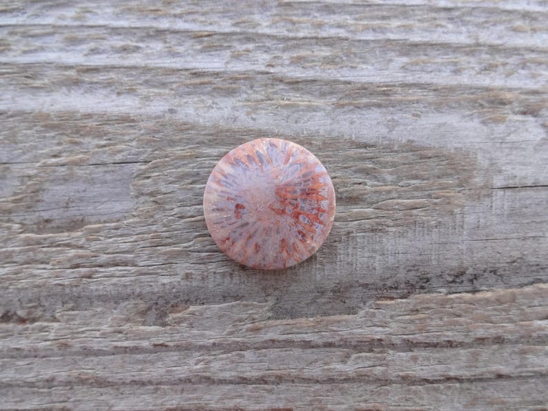 Cabochão redondo de coral fossilizado, tamanho pequeno, pedra preciosa para anel, tamanho de anel com cabochão de coral fossilizado imagem 7
