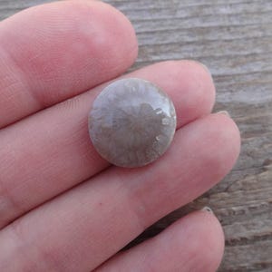 Cabochão redondo de coral fossilizado, tamanho pequeno, pedra preciosa para anel, tamanho de anel com cabochão de coral fossilizado 5