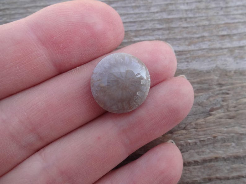 Cabochão redondo de coral fossilizado, tamanho pequeno, pedra preciosa para anel, tamanho de anel com cabochão de coral fossilizado 5
