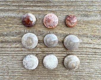 Cabujón redondo de coral fosilizado, cabujones de tamaño pequeño, gema para anillo, tamaño de anillo de cabujón de gema de coral fosilizado