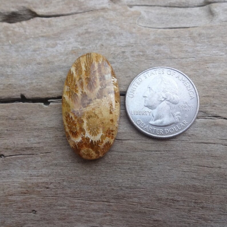 Coral Fossil oval cabochon 35x19mm
