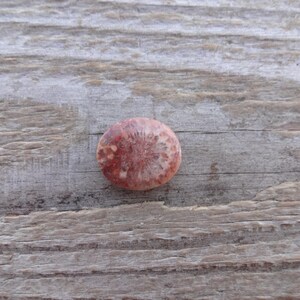Cabochão redondo de coral fossilizado, tamanho pequeno, pedra preciosa para anel, tamanho de anel com cabochão de coral fossilizado 3