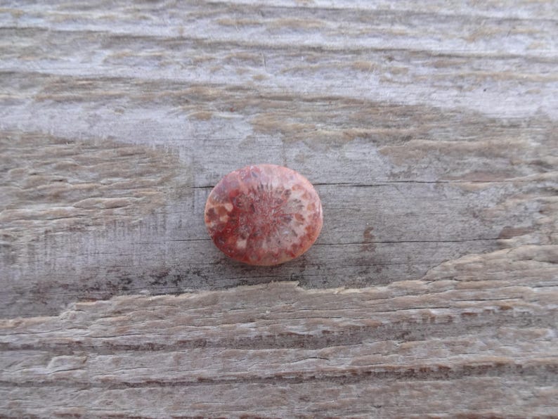 Cabochão redondo de coral fossilizado, tamanho pequeno, pedra preciosa para anel, tamanho de anel com cabochão de coral fossilizado 3