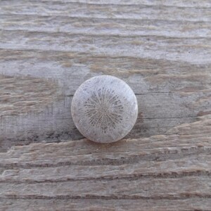 Pode incluir: Uma pedra de coral fossilizada redonda, cinza claro, com um padr&atilde;o radial detalhado. A pedra est&aacute; sobre uma superf&iacute;cie de madeira castanha clara envelhecida, mostrando texturas naturais. O design intrincado do coral &eacute; o ponto focal.