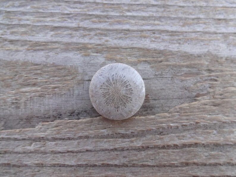 Pode incluir: Uma pedra de coral fossilizada redonda, cinza claro, com um padr&atilde;o radial detalhado. A pedra est&aacute; sobre uma superf&iacute;cie de madeira castanha clara envelhecida, mostrando texturas naturais. O design intrincado do coral &eacute; o ponto focal.