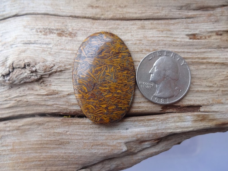 Mariam Fossil Jasper cabochon 41x27mm Coquina Cockleshell Shellfish