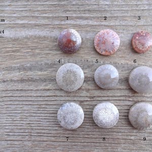 Cabochão redondo de coral fossilizado, tamanho pequeno, pedra preciosa para anel, tamanho de anel com cabochão de coral fossilizado imagem 3