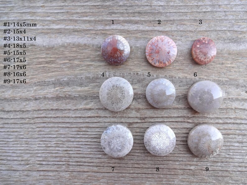 Cabochão redondo de coral fossilizado, tamanho pequeno, pedra preciosa para anel, tamanho de anel com cabochão de coral fossilizado imagem 3