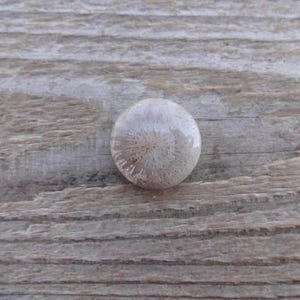 Cabochão redondo de coral fossilizado, tamanho pequeno, pedra preciosa para anel, tamanho de anel com cabochão de coral fossilizado 9