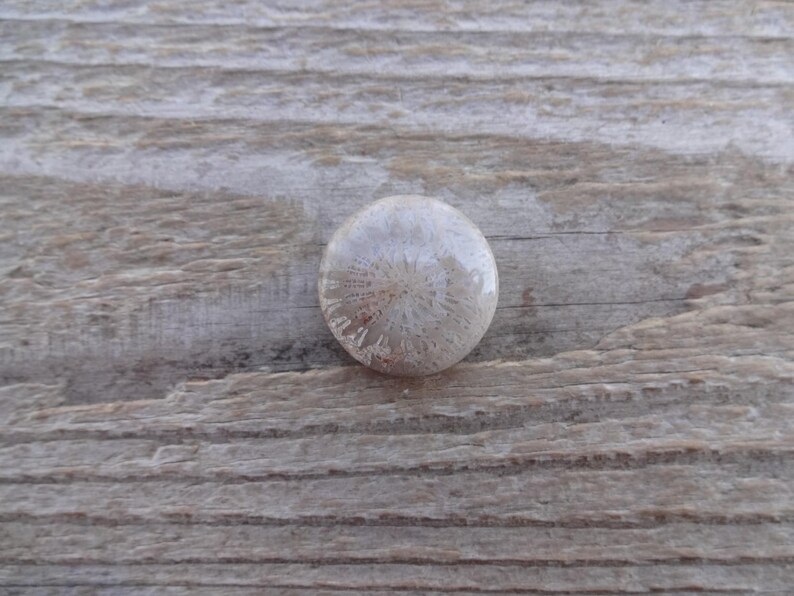 Cabochão redondo de coral fossilizado, tamanho pequeno, pedra preciosa para anel, tamanho de anel com cabochão de coral fossilizado 9