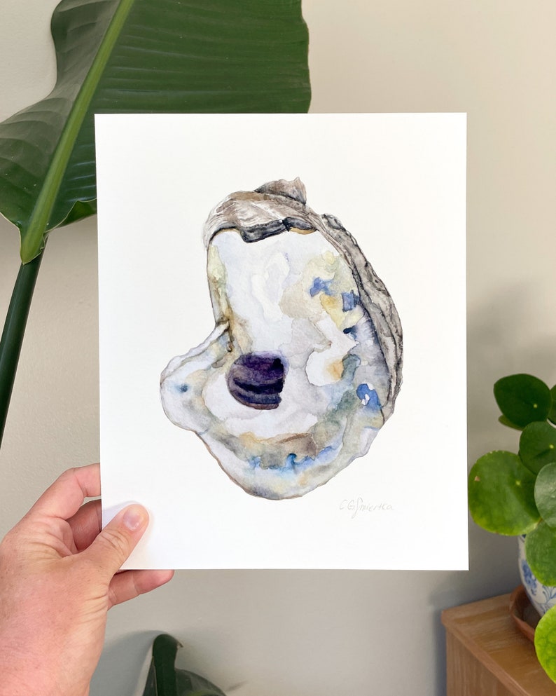 May include: Watercolor painting of an oyster shell with a purple interior. The shell is painted in shades of gray, blue, and yellow. The painting is signed "C.S.Pierce" in the bottom right corner.