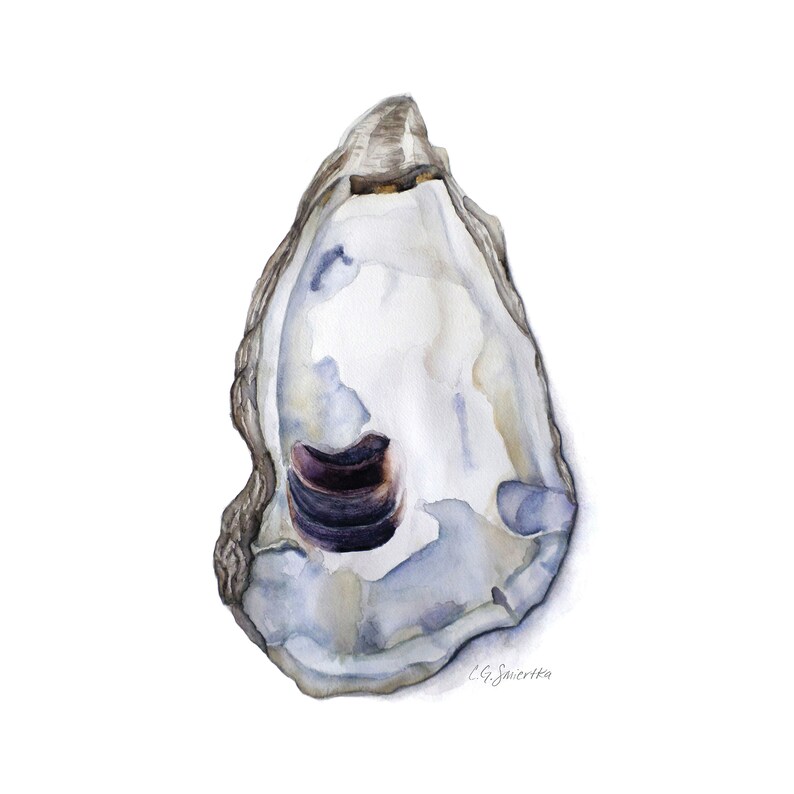 May include: A watercolor painting of an oyster shell with a purple and brown interior. The shell is light gray and white with a textured surface. The artist's signature, "C.G. Savietta", is in the lower right corner.