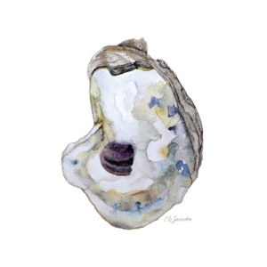 May include: Watercolor painting of an oyster shell with a purple interior. The shell is a light gray color with blue and yellow accents. The artist's signature, "C.G. Saucier", is in the lower right corner.
