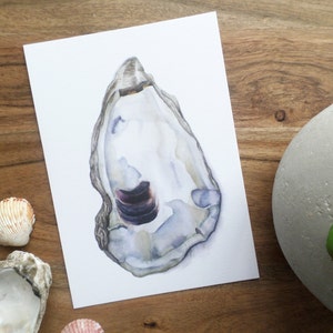May include: A watercolor painting of an oyster shell with a purple interior. The shell is white with a light blue and gray wash. The painting is on a white background.