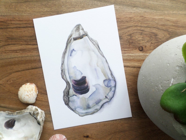 May include: A watercolor painting of an oyster shell with a purple interior. The shell is white with a light blue and gray wash. The painting is on a white background.