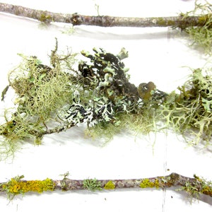 May include: Close-up of several tree branches with various types of lichen. The lichen is in shades of green, yellow, black, and white. The branches are brown and have a rough texture. The background is white.
