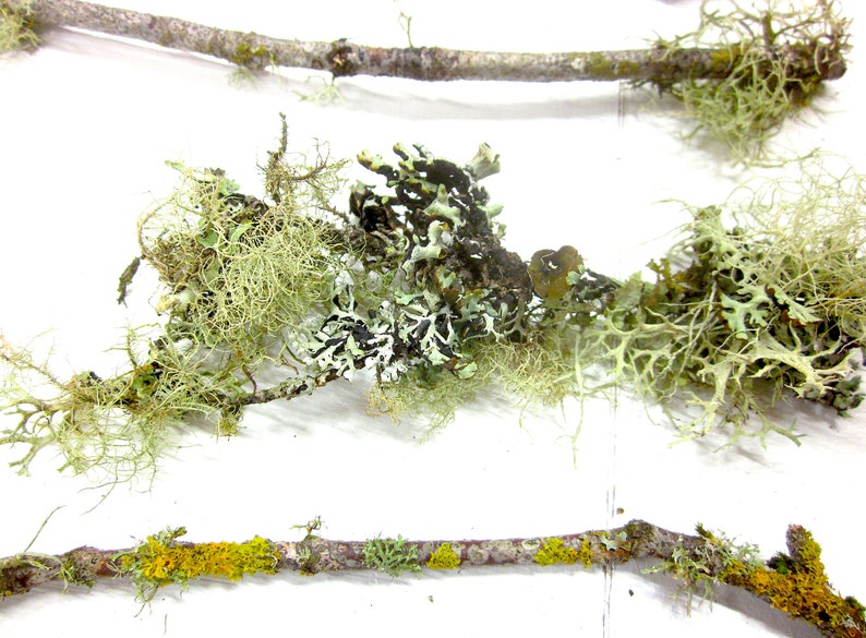 May include: Close-up of several tree branches with various types of lichen. The lichen is in shades of green, yellow, black, and white. The branches are brown and have a rough texture. The background is white.